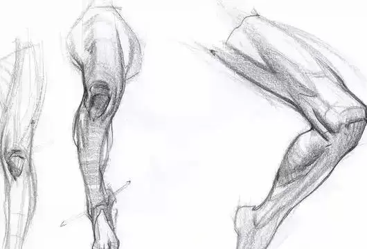大木画画人体结构第五期2022年1